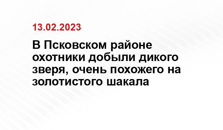 В Псковском районе охотники добыли дикого зверя, очень похожего на золотистого шакала