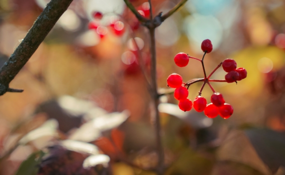 Артемьев день 2 ноября: что можно и нельзя делать, чтобы получить благословение и отогнать беды Артемьев день 2 ноября: что можно и нельзя делать, чтобы получить благословение и отогнать беды