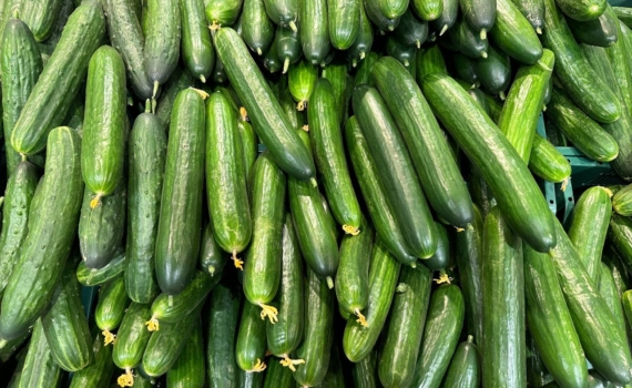 Делаю огуречную лиану — и урожай выше, чем у соседей: секрет ранних огурцов Делаю огуречную лиану — и урожай выше, чем у соседей: секрет ранних огурцов